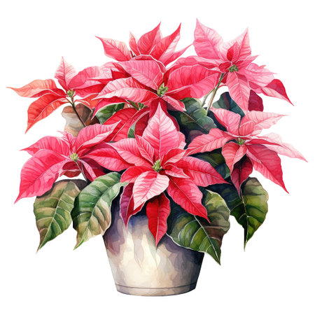watercolor of a bunch of pink poinsettias. AI generated imageの素材
