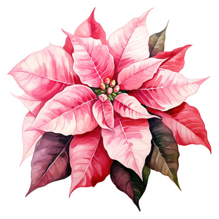 watercolor of a bunch of pink poinsettias. AI generated imageの素材