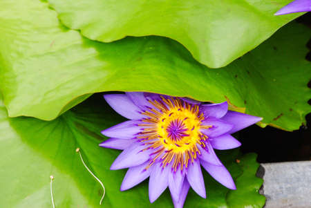 lotus in the pondの写真素材