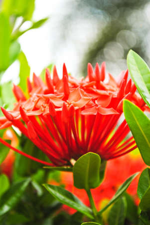 spiky flowerの写真素材