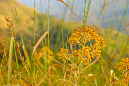 flower in grasslandの写真素材