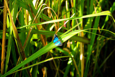 small butterfly