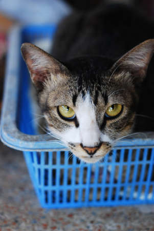 cat lookingの写真素材