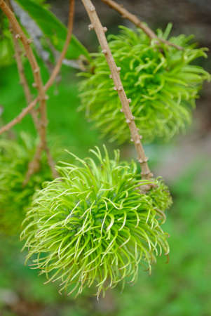 rambutan