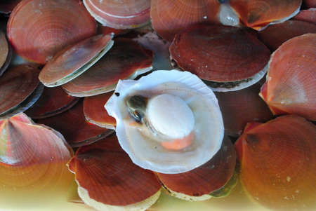scallopsの写真素材