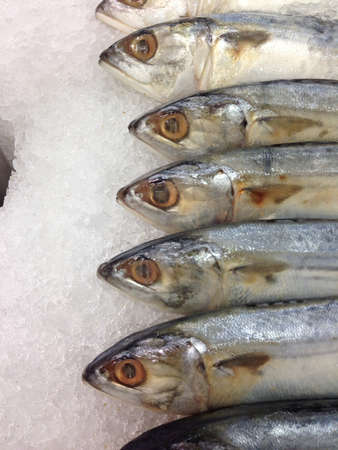 Fresh mackerel on iceの素材