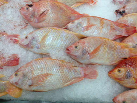 Fresh red tilapia in the market