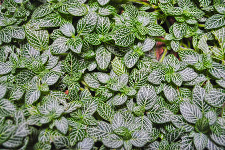 gardening plantの写真素材