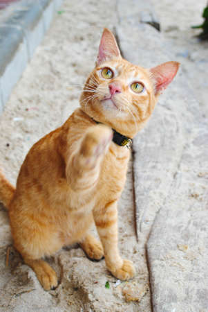 orange catの写真素材