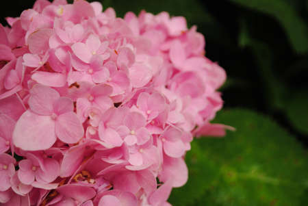  Hydrangea macrophylla