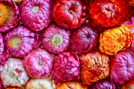 straw flowerの写真素材