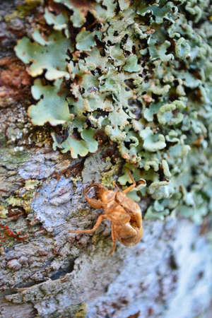  dried insect and lichenの写真素材