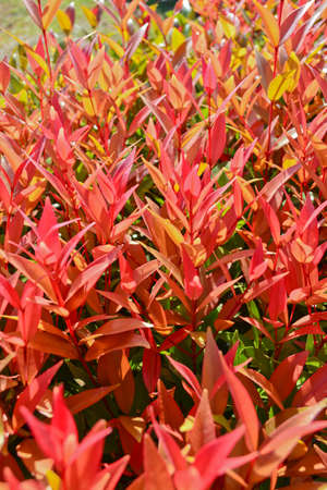 Syzygium campanulatumの写真素材