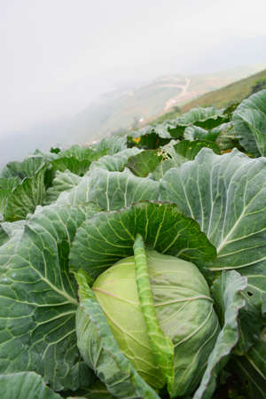 cabbage farm 