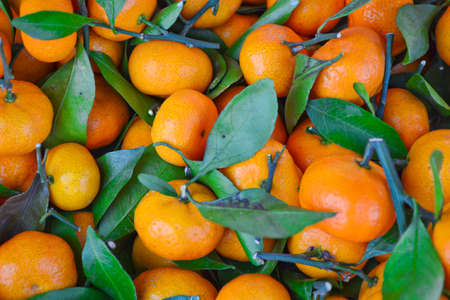  orange fruit