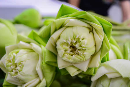 white lotus