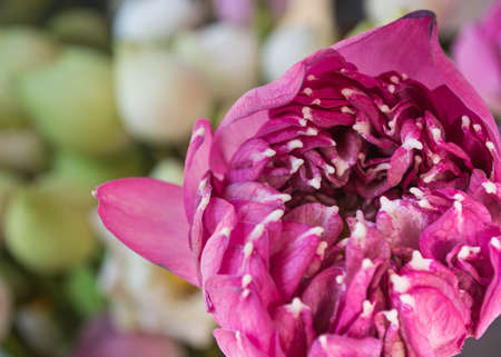 pink lotusの写真素材