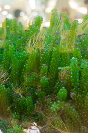 Sea grapes in aquarium