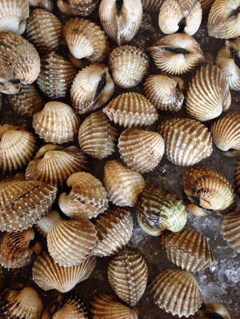 Cockle food ingredientの素材