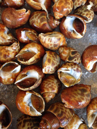 Spotted snail food ingredientの素材