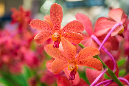 Ascocentrum, red orchid in the garden
