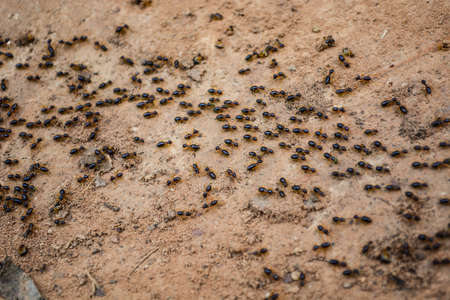 group of ants walking on soilの写真素材