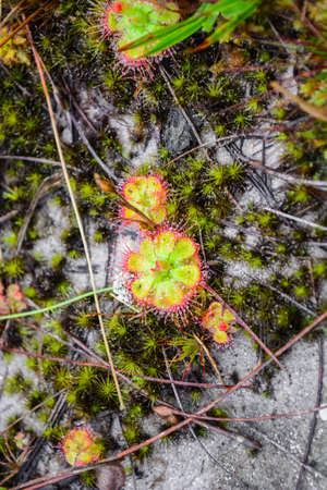 wild flower with mossの写真素材