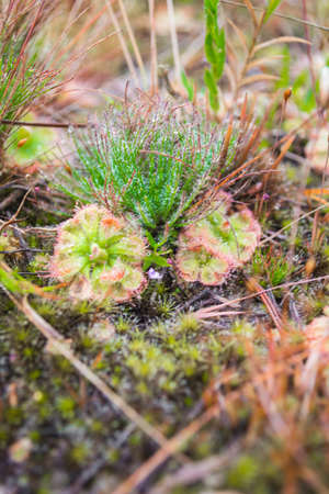 wild flower with mossの写真素材