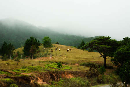 horse on the hill with mountain backgroundの写真素材
