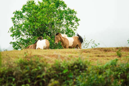 horse on the hill with fog backgroundの写真素材