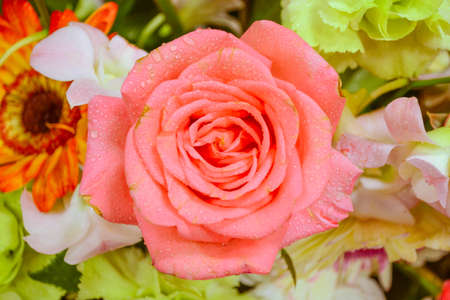 pink rose with flower backgroundの写真素材