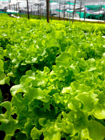 salad vegetable in hydroponic farmの写真素材