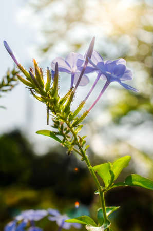 bright of flowersの写真素材