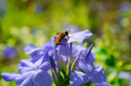 honeyの写真素材