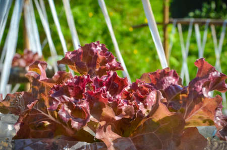 red cosの写真素材