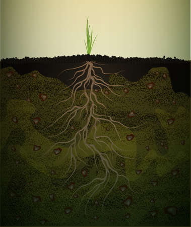 strong root in soil, small green plant with long root, strong root idea,のイラスト素材