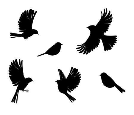 slhouette of sparrow or titmouse in different poses, black and white vectorのイラスト素材