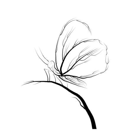 butterfly look like tree branches on the white background vectorのイラスト素材