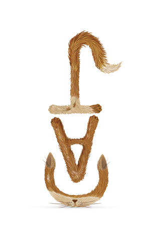creative text cat with funny fluffy spot letters ears, tail, paws on white background, red cat letters, vectorのイラスト素材