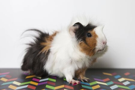 Guinea pig isolated on whiteの写真素材