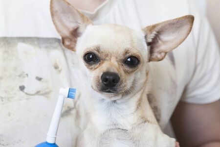 Man hand brushing dog s tooth for dentalの写真素材
