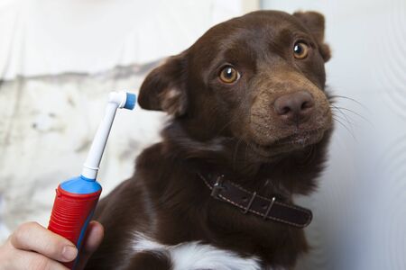 Man hand brushing dog s tooth for dentalの写真素材