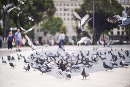 Street portrait of the little boy feeding pigeons with bread.の写真素材