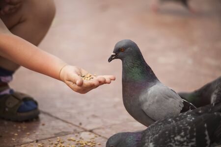Street portrait of the little boy feeding pigeons with bread.の写真素材