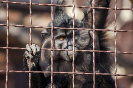 Monkey staring out in space in a cageの写真素材