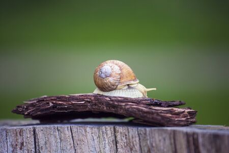 Snail - a slow animal that is covered by a shell.の写真素材