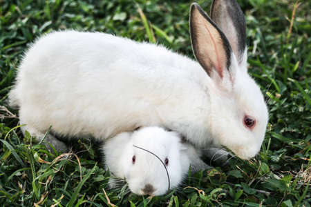 MOM AND LITTLE RABBITの写真素材