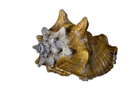SET WITH A SHELL AND WHITE BACGROUND
