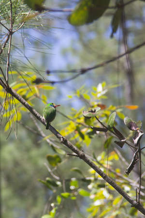 BIRD AND NEST.THIS BIRD IS CALLED CARTACUBA,IT IS ENDEMIC FROM THIS REGION.