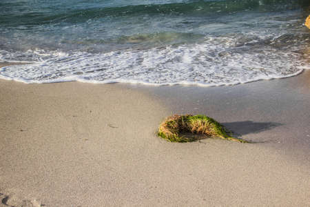 Gulfweed at the coast of Jibacoa Beachの写真素材